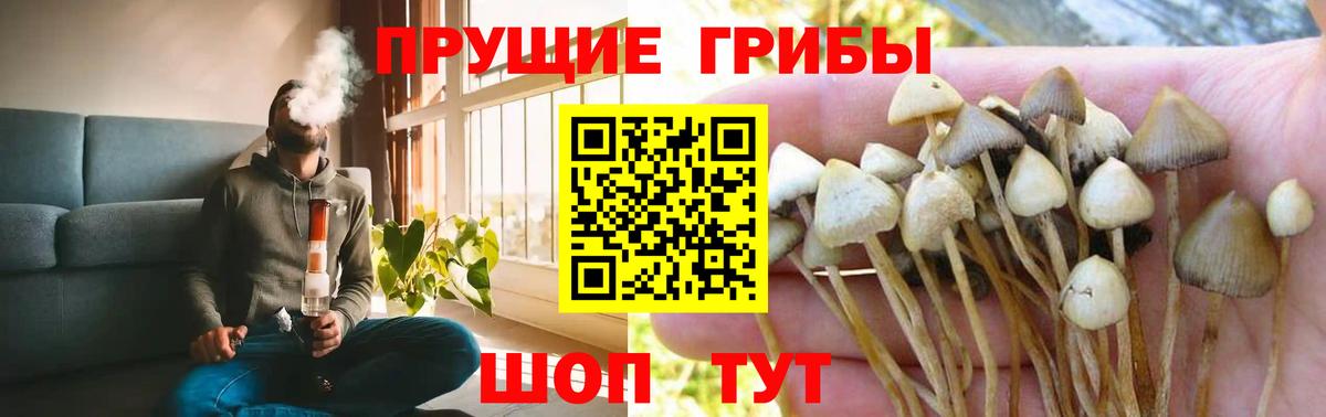 Кстово  Галлюциногенные грибы Cubensis  Вход с VPN 